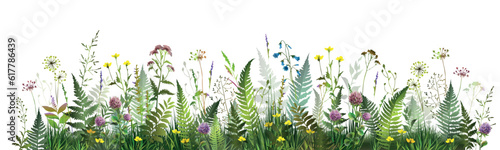 Colorful summer field with fern leaves, meadow herbs and flowers.