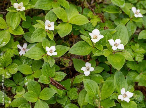 Flowering bunchberry (Cornus canadensis) also known as creeping dogwood, dwarf cornel, and crackerberry