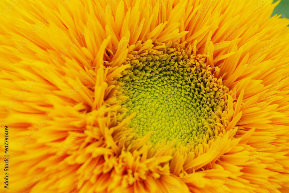 ヒマワリの花のクローズアップ ヒマワリの花のクローズアップ