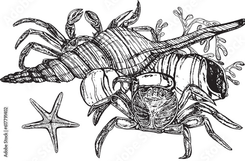 Marine composition of shells, molluscs, algae, crab. Black and white hand-drawn graphics translated into vector. The illustration is intended for packaging, prints, stickers, posters, postcards