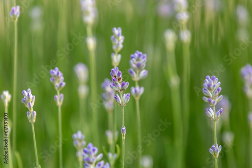 Lavender in bloom, with a shallow depth of field