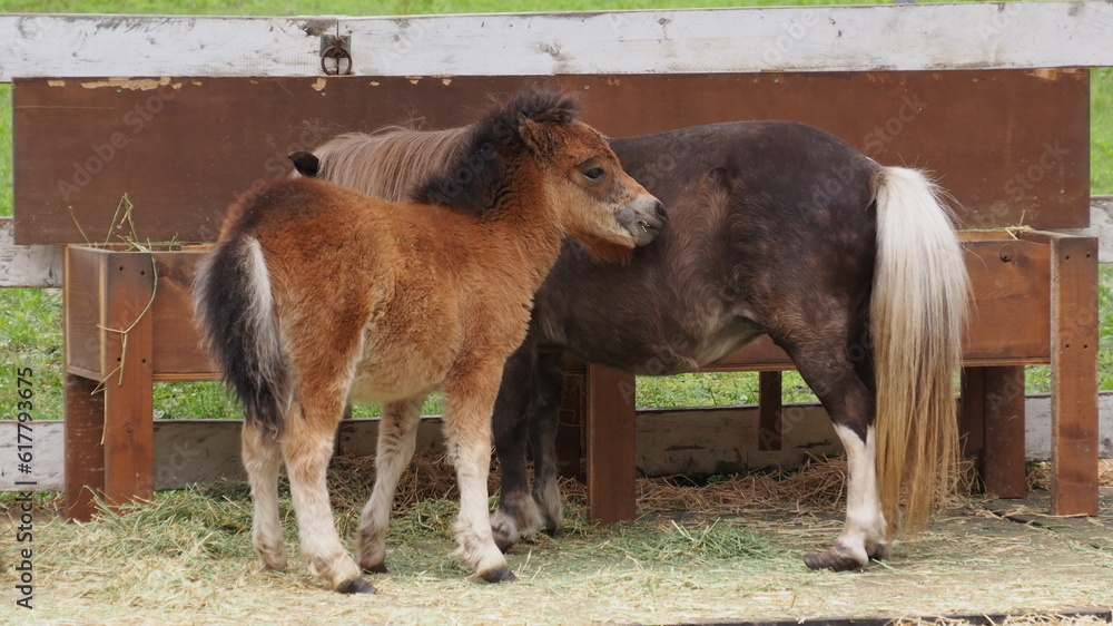 Obraz premium 十勝ヌップクガーデンのポニー3