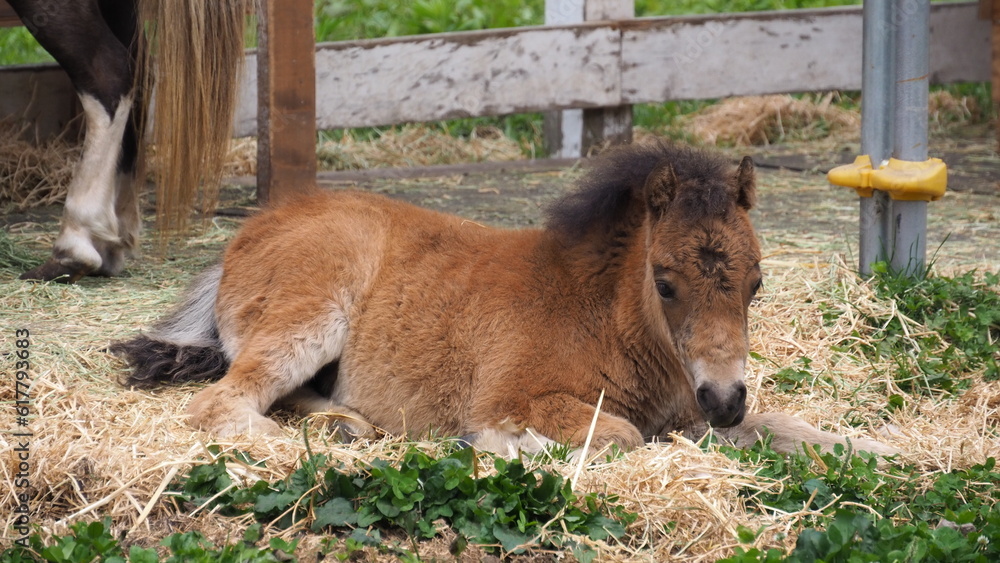Fototapeta premium 十勝ヌップクガーデンのポニー8