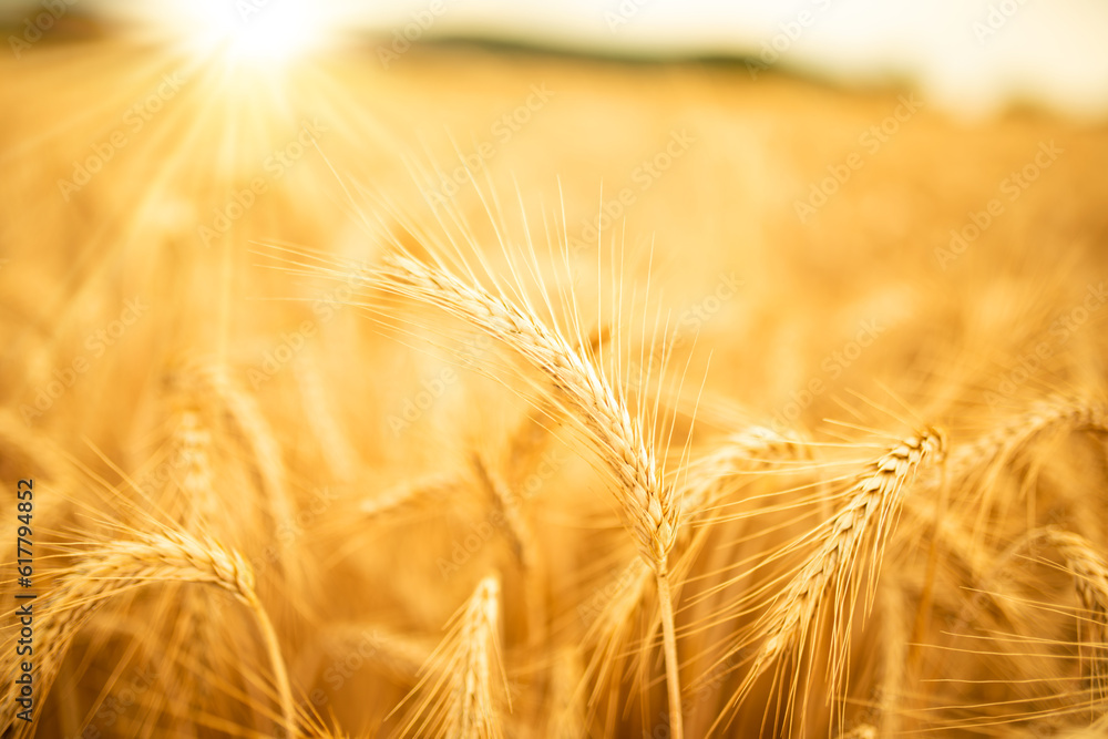 Wheat field with golden ears in sunlight. Agricultural background with short depth of field. Close-up. Wheat field with golden ears in sunlight. Agricultural background with short depth of field. Close-up.