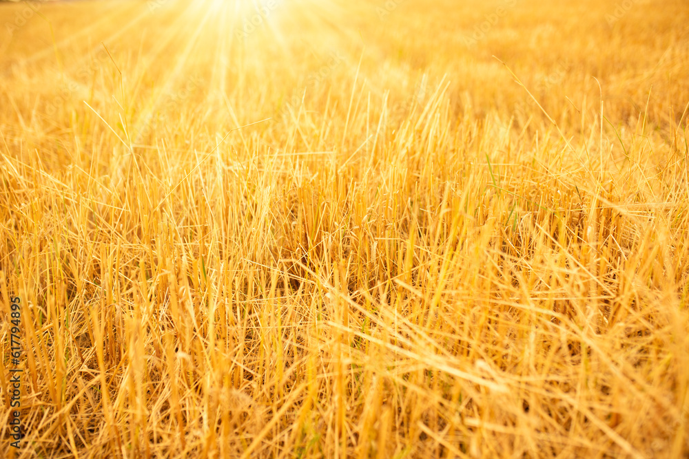 Fototapeta premium Harvested wheat field in golden sunlight. Background of grain stubbles with short depht of field.