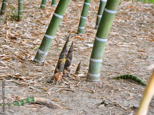 Photography Large-diameter bamboo shoots emerging from the ground alongside other bamboos