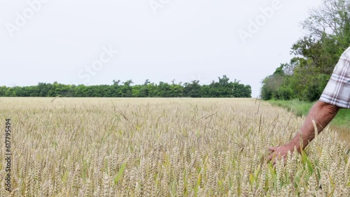 Wallpaper Mural Male agronomist farmer in golden wheat field. A man looks at ears of wheat, rear view. The farmer's hand touches an ear of wheat. An agronomist examines a field of ripe wheat.
 Torontodigital.ca