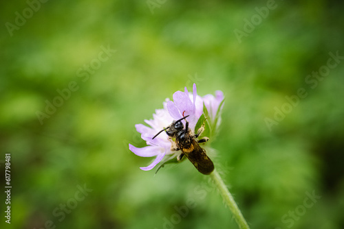 Large scabious mining bee Andrena hattorfiana on a small purple flower head on light green brurred background © Marija Crow
