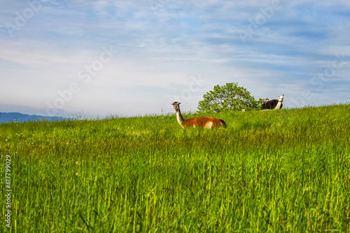 Llama  donkey and horse on fresh green grass.