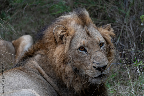 lion in the grass