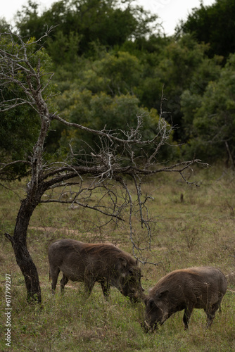 warthog in the wild