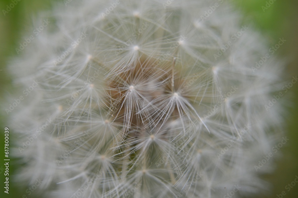 Fototapeta premium Diente de Leon