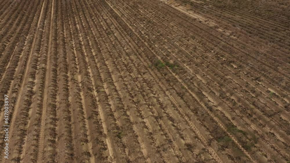 top view of a field of ripe potatoes. Preparation for potato harvesting top view of a field of ripe potatoes. Preparation for potato harvesting