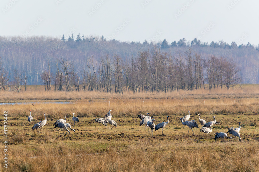 Kraniche auf einer Wiese bei Zingst an der ostsee. Kraniche auf einer Wiese bei Zingst an der ostsee.