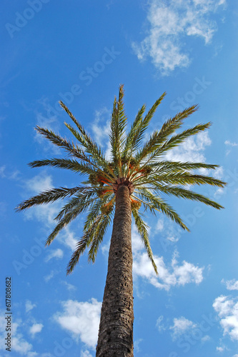 La Palma Palme