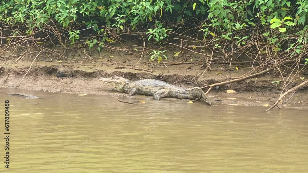 Caiman Rio A caimans in the Frio river. Wildlife watching tourist boat on Rio Frio ...