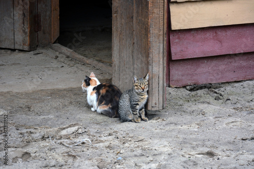Two domestic cats of different colors are sitting on the street near the building