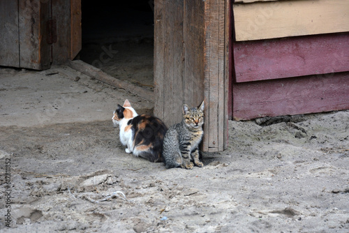 Photography Two domestic cats of different colors are sitting on the street near the buildin
