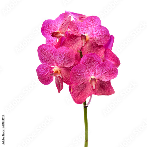 beautiful blooming orchid photo