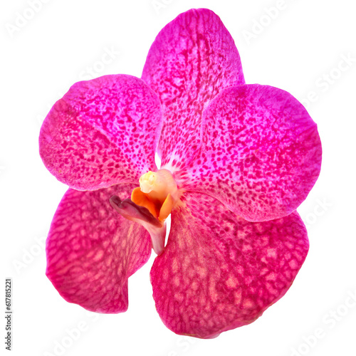 beautiful blooming orchid