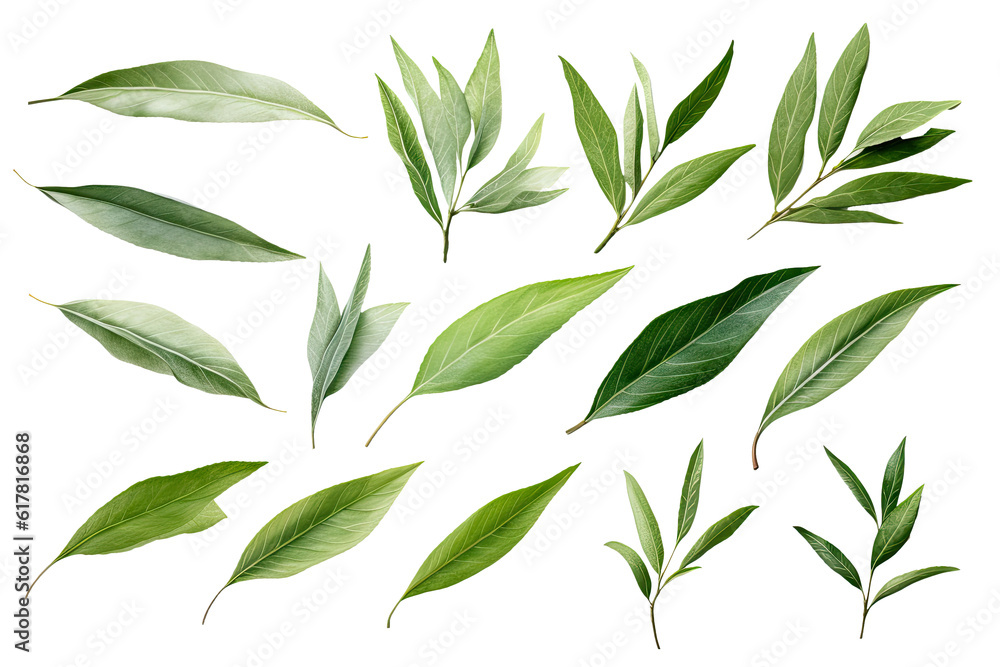 Watercolor Matcha Green tea elements leaves objects isolated on clear png background, various Japan matcha leaf plant, morning drinks, delicious beverages clipart set, with Generative Ai. Watercolor Matcha Green tea elements leaves objects isolated on clear png background, various Japan matcha leaf plant, morning drinks, delicious beverages clipart set, with Generative Ai.