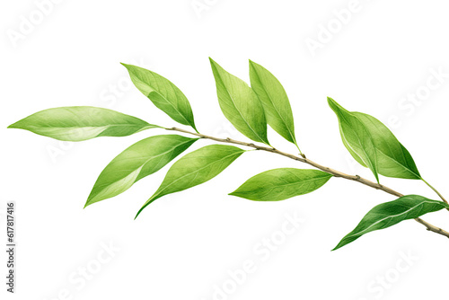 Fototapete Watercolor Matcha Green tea elements leaves objects isolated on clear png background, various Japan matcha leaf plant, morning drinks, delicious beverages clipart set, with Generative Ai