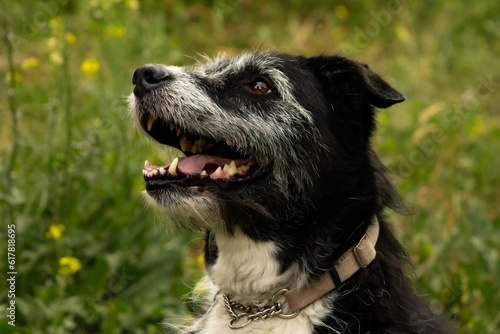 Happy Smiling Senior Black and white dog Looking Left Wearing Martingale Style Collar and Green Grass Background