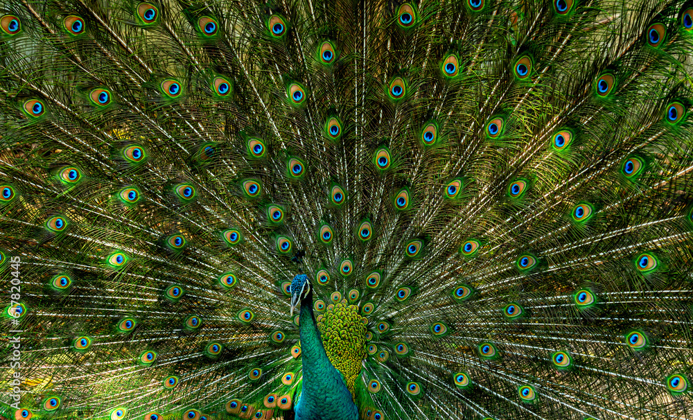 Fototapeta premium Close up of peacock