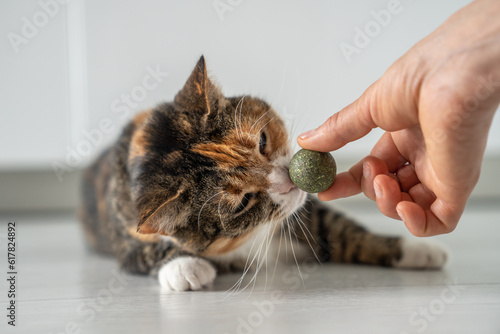 Playful kitty sniff toy from catnip in owners hand. Multicoloured cat play with ball from dark green catmint. Useful entertainment for pets. Love house animals. Buy toy for tomcat. Tomcat go nuts