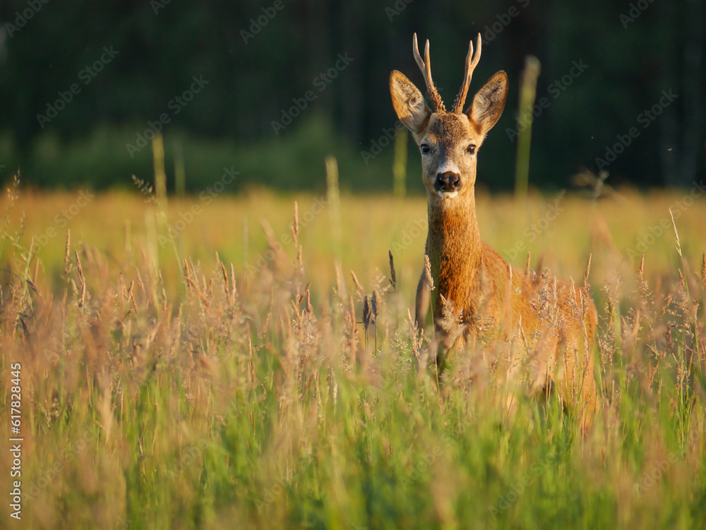 Roedeer buck on a meadow Roedeer buck on a meadow