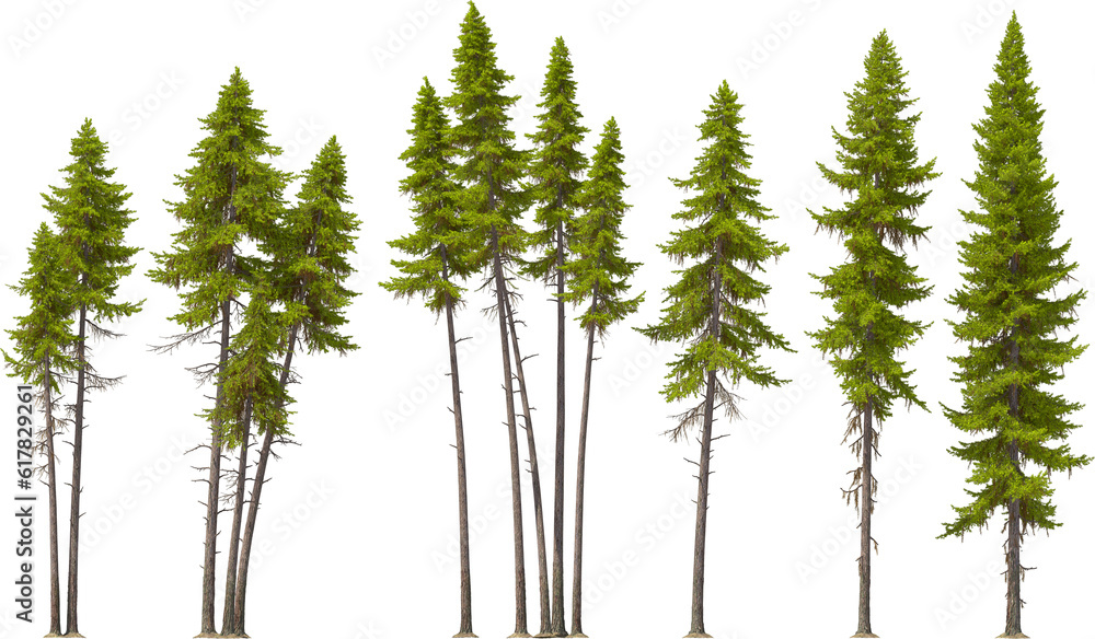 fir tree forest conifers, west american larch, hq arch viz cutout, 3d render plants