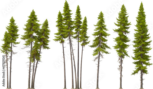fir tree forest conifers, west american larch, hq arch viz cutout, 3d render plants photo