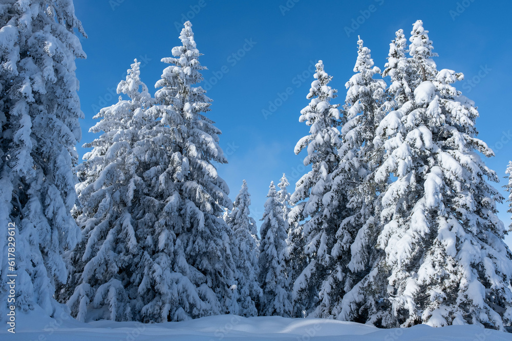 snow covered trees snow covered trees