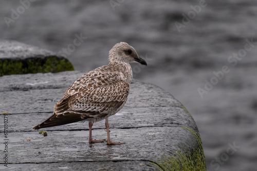 brown seagull on concrete © losim