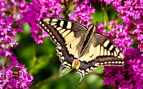 Close up of butterfly Papilio Machaon 