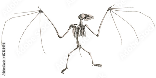 Fotografie Retro Animal Anatomy Vampire Skeleton Scientific Illustration Fauna And Flora An