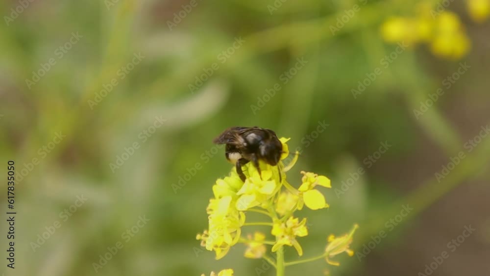 Solitary bee. Scientific name Panurginus spp. Bees living underground