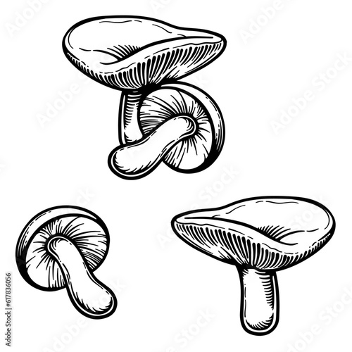 Russula mushrooms. Vector illustration of russula isolated on white background.