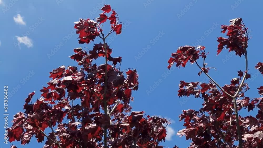 beautiful leaves sakura japanese cherry swaying in the wind against the blue sky beautiful leaves sakura japanese cherry swaying in the wind against the blue sky