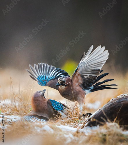birds in a fight (european jay)