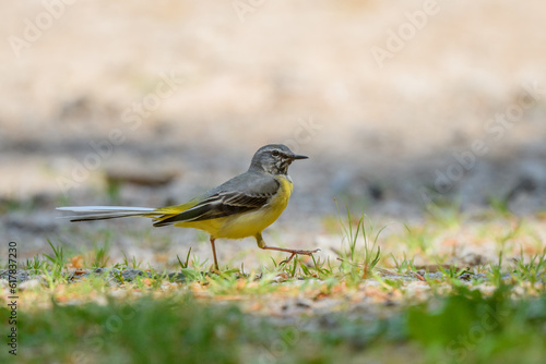 Gray Wagtail (Motacilla cinerea) walking back and forth to feed its chicks at the nest.