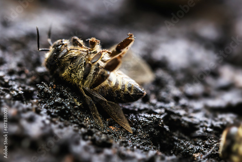 Macro image of a dead bee on a leaf of a declining beehive, plagued by the collapse of collapse and other diseases, use of pesticides in the environment and flowers. photo