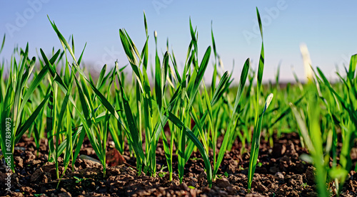 Young wheat seedlings growing in a field