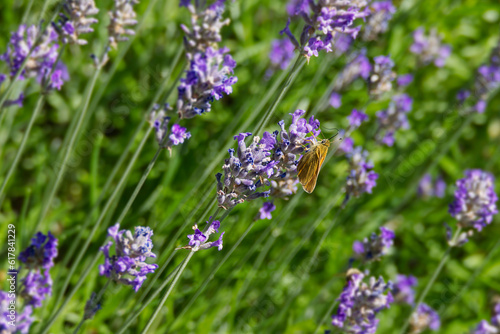 Large Skipper butterfly  Ochlodes sylvanus  perched on lavender plant in Zurich  Switzerland