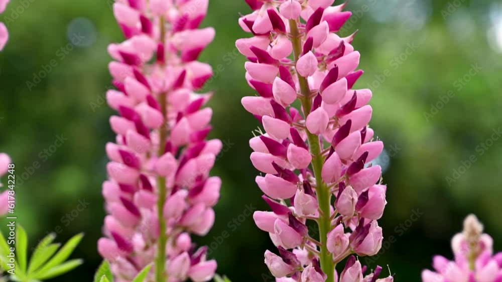 Pink lupins summer blooming flowers, in the garden in sunshine Pink lupins summer blooming flowers, in the garden in sunshine