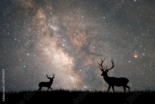 beautiful deer At night, the Milky Way and the stars are beautiful.