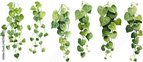 Photographie Set of cutout dichondra creeper plant and vines, 3d rendering