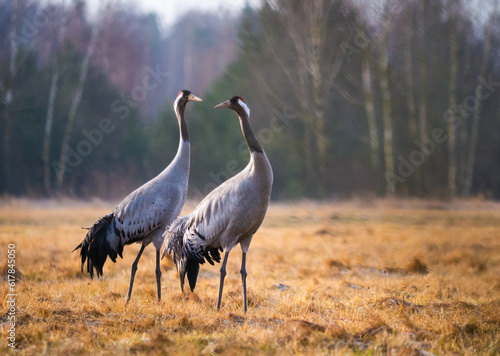 cranes in a mating ritual