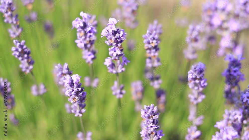 Lavender field, blooming lavender bush close-up. Purple lavender flowers with selective focus. Beautiful bright summer flowers. Aromatherapy. The concept of natural cosmetics and medicine Lavender field, blooming lavender bush close-up. Purple lavender flowers with selective focus. Beautiful bright summer flowers. Aromatherapy. The concept of natural cosmetics and medicine