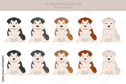 Alaskan malamute all colours puppy clipart. Different coat colors and poses set